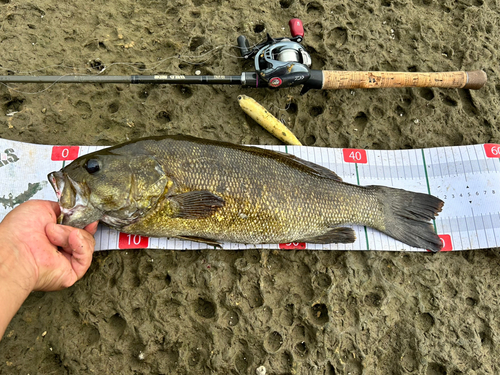 スモールマウスバスの釣果