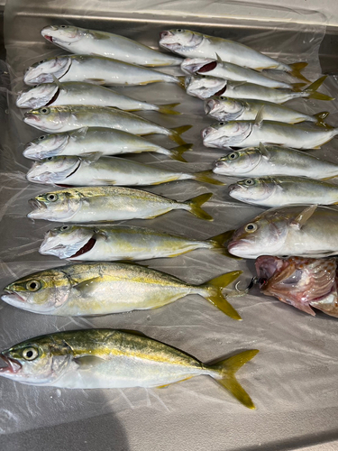 ワカシの釣果