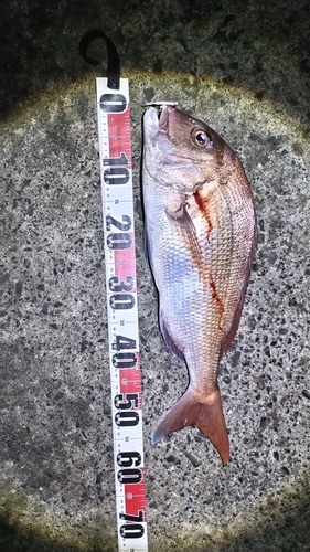 マダイの釣果