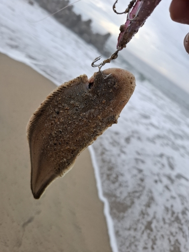 シタビラメの釣果