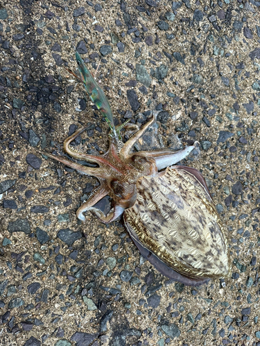 モンゴウイカの釣果