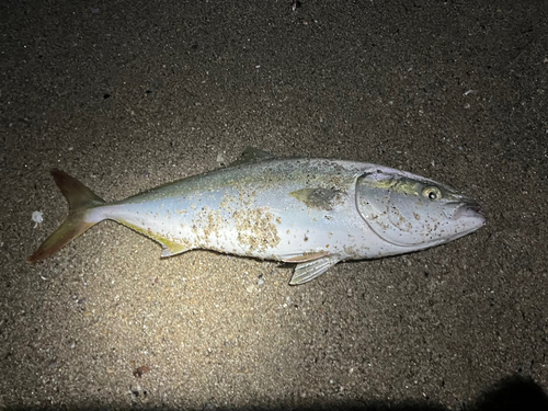 イナダの釣果