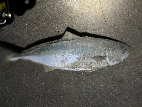 イナダの釣果