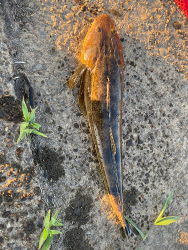 マゴチの釣果