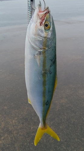 ツバスの釣果