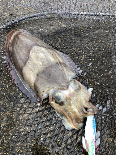 モンゴウイカの釣果