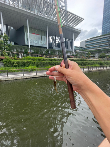 マハゼの釣果