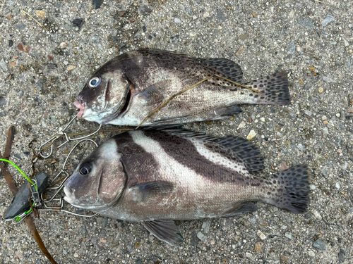 コショウダイの釣果