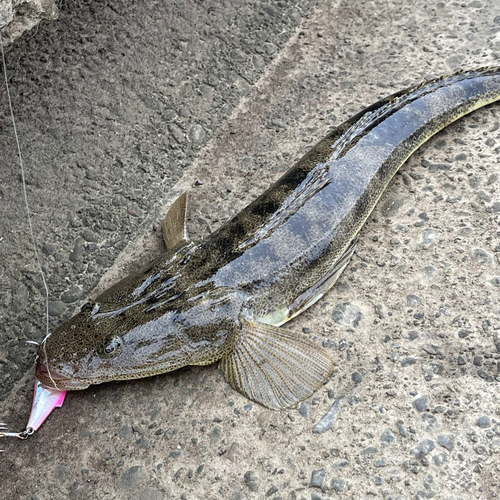 コチの釣果