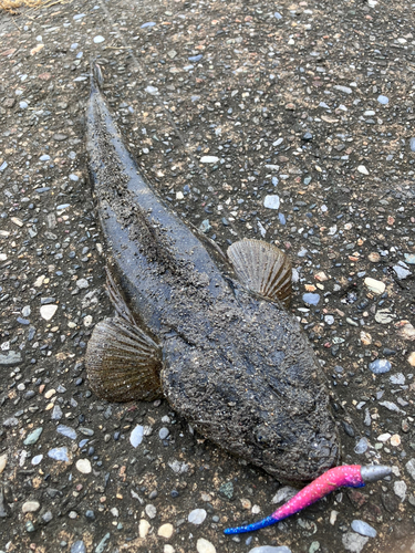 マゴチの釣果