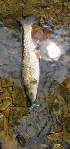 ウグイの釣果