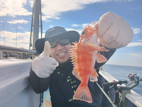 ユメカサゴの釣果