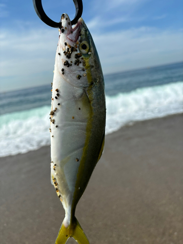 ワラサの釣果