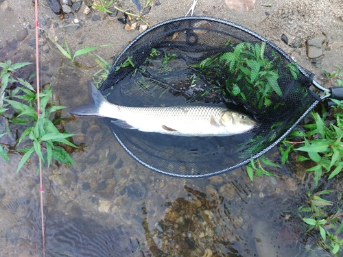 コウライニゴイの釣果