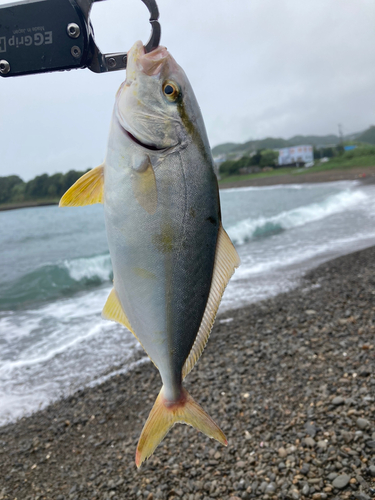 シオの釣果