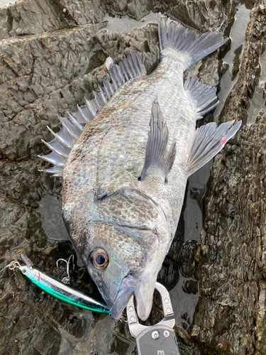 チヌの釣果