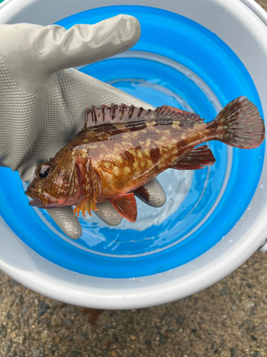 カサゴの釣果