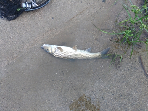 コウライニゴイの釣果