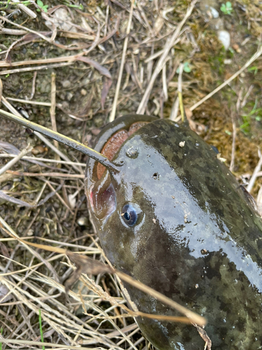 マナマズの釣果