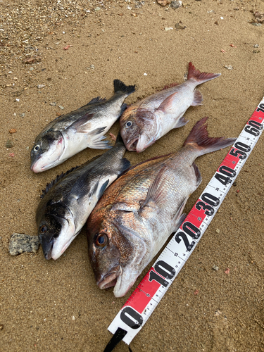 マダイの釣果