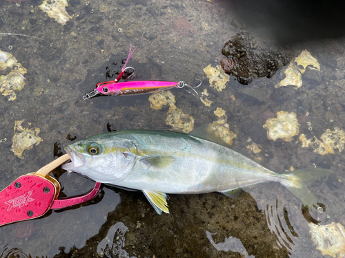 ヤズの釣果