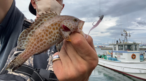 オオモンハタの釣果