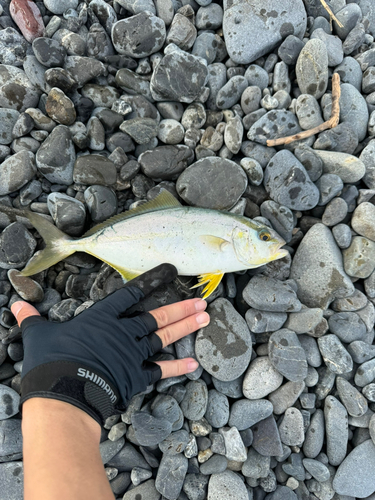 ショゴの釣果