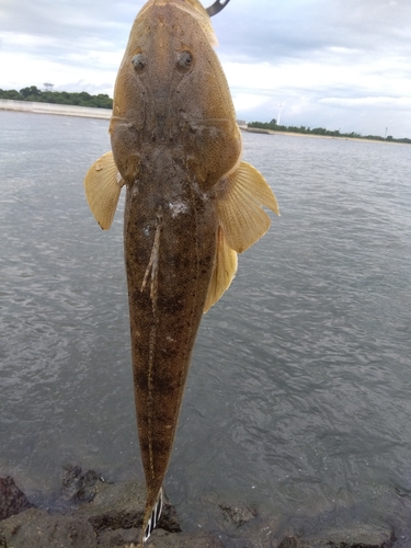 マゴチの釣果