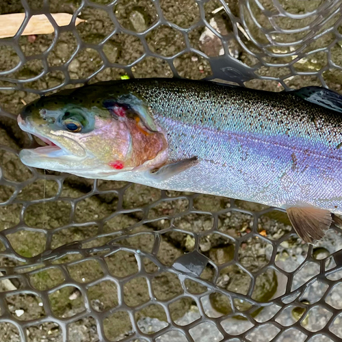 ニジマスの釣果