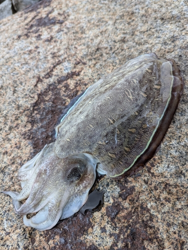 コウイカの釣果