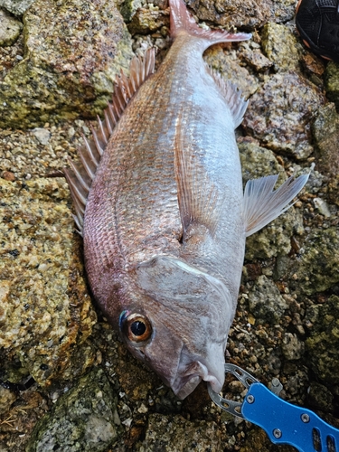 マダイの釣果