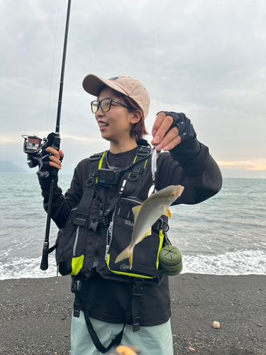 ショゴの釣果