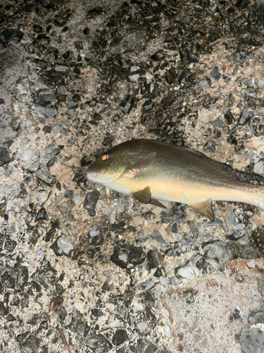 コロダイの釣果