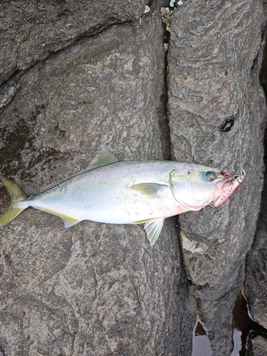 ハマチの釣果