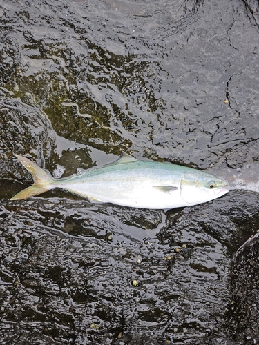 ハマチの釣果