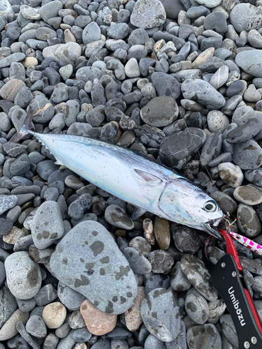 ソウダガツオの釣果