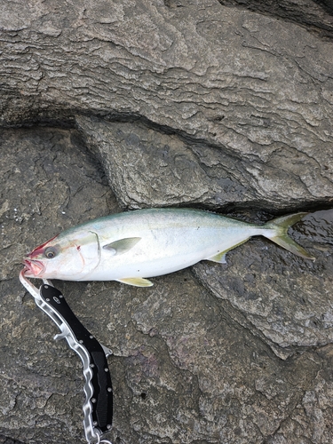 ハマチの釣果