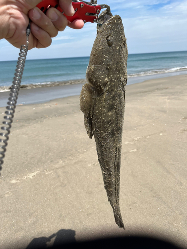 マゴチの釣果