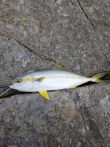 ヒラマサの釣果