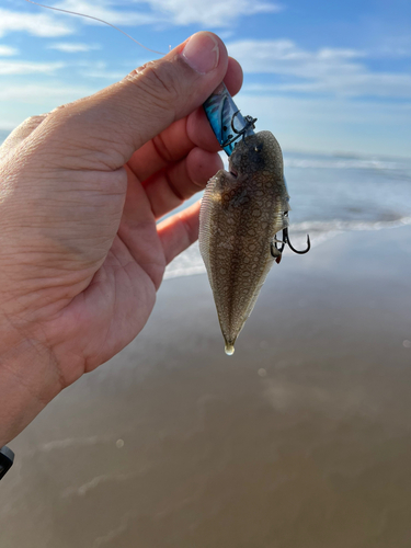 シタビラメの釣果