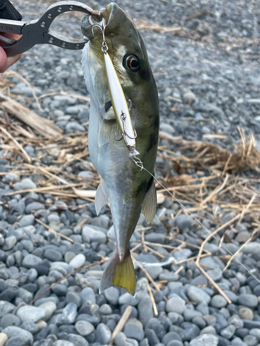 クサフグの釣果