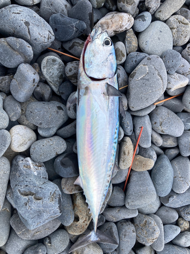 マルソウダの釣果