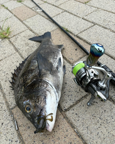 クロダイの釣果