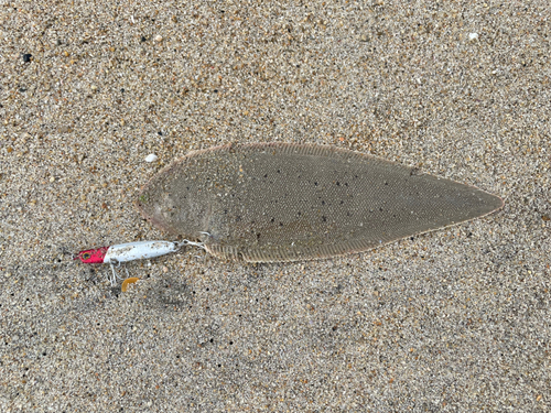 シタビラメの釣果