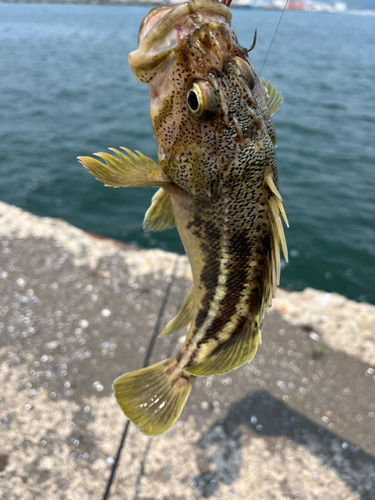 シマソイの釣果