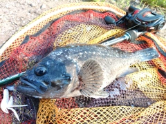 クロソイの釣果