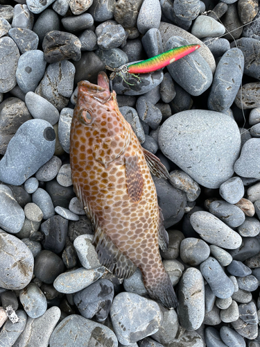 オオモンハタの釣果