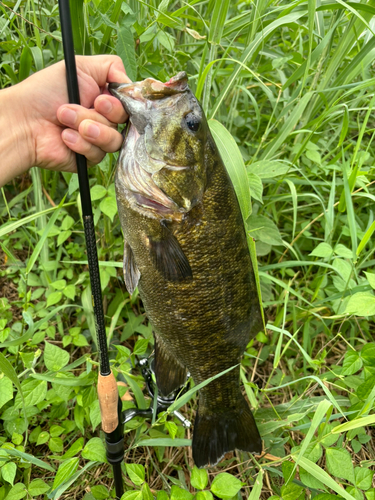 スモールマウスバスの釣果