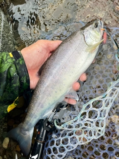 ヤマメの釣果