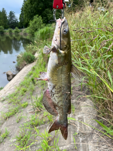 ナマズの釣果